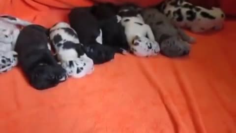 Great Danes Puppies | Funniest & Cutest Puppies #71 - Funny Puppy Videos 2020