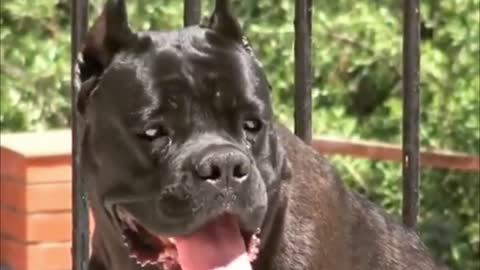 11 Facts You Need to Know Before Buying a Cane Corso
