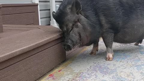 Porch Piggy Has An Itchy Face