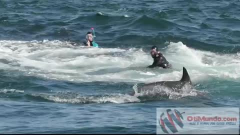 Whale snatches diver and spits him back