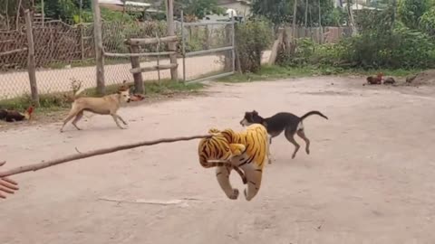 Tiger prank on dogs