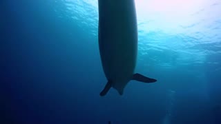 dolphins in the Red Sea - photographed by Meni Meller