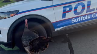 Officer Escorts Testy Turkey Off Busy Road