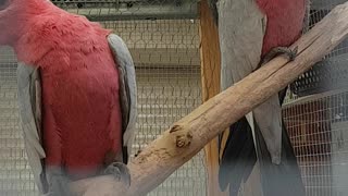 Parrots in the cage.