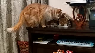 Ginger cat likes Gingerbread