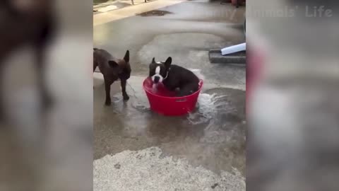 Dog bathes in a basin