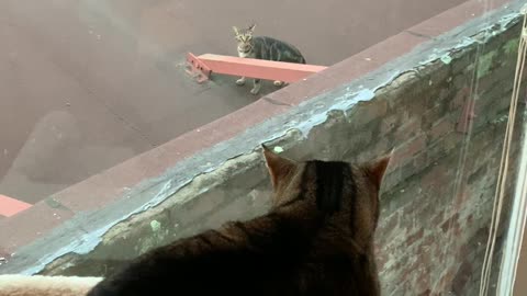 Cat Does Not Want to be Friends