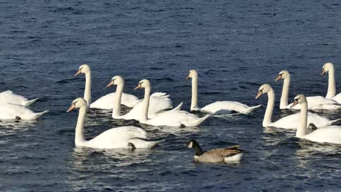 Swan Swim together