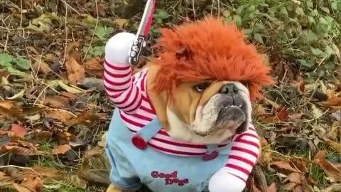 Bulldog Dressed as Chucky Coming For You