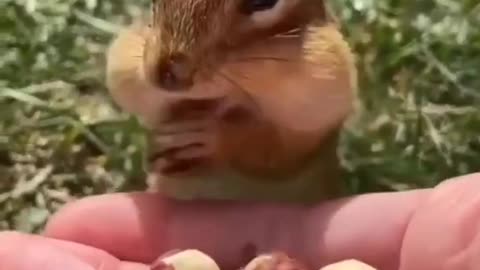 Cute squirrel eat nuts