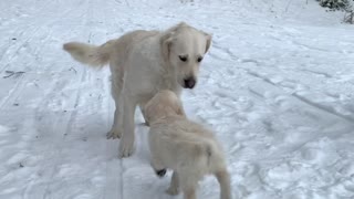 Golden Retriever Puppy Meets Older Sister