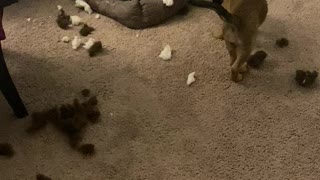 Puppies destroyed one of their beds