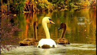 Autumnal Swan Lake