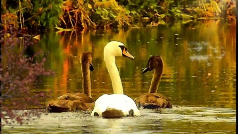 Autumnal Swan Lake