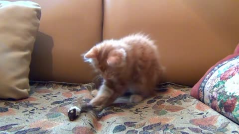 Little cat/kitten playing with toy mouse
