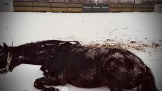 Happy horse has the best time playing in the snow