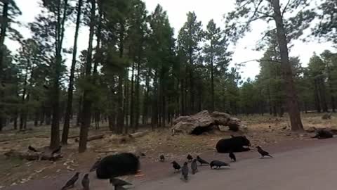 Cute Fatty Bears Relax at Yellowstone