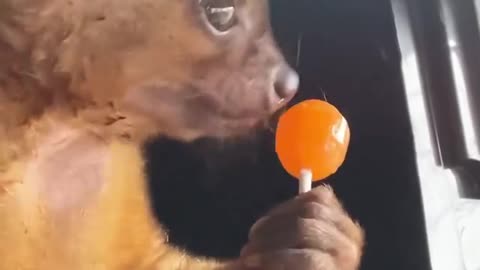 Do you like lollipop 😋🍭