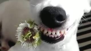 Watch This Amazing White Dog