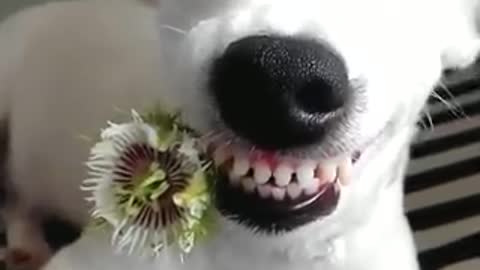 Watch This Amazing White Dog
