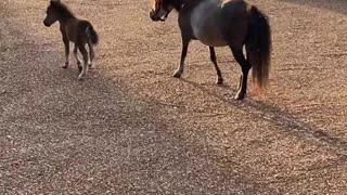 Teddy the Tiny Miniature Horse Has the Zoomies