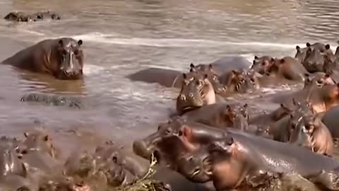 Hippos and crocodiles fight ! When crocodiles eat a hippo The truce of hippos came to take revenge