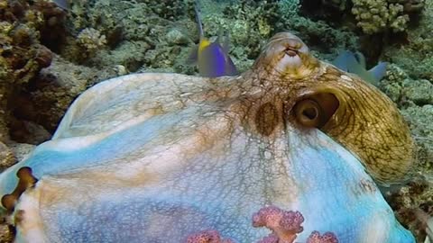 Big Red Octopus (Octopus cyanea)