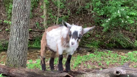 Little Goat Explores Creek
