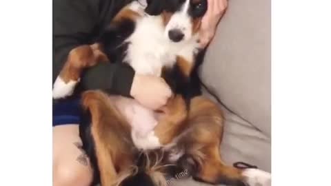 Guy on couch hugging black white brown dog