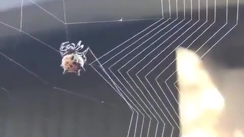 A spider making strings