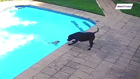 WATCH | Dog saves fellow dog from drowning