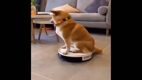 the dog rides on the robot strip cutter