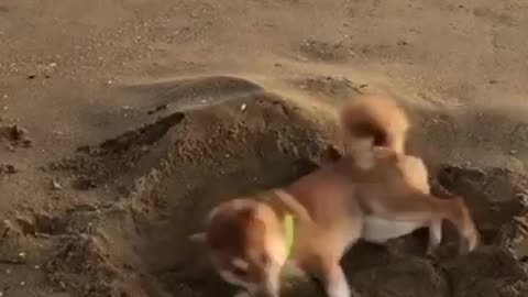 Shiba playing in the sand