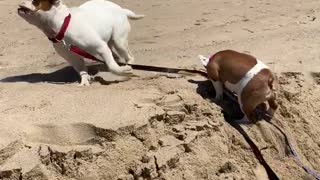 Bulldog Helps Buddy Up a Sand Mound