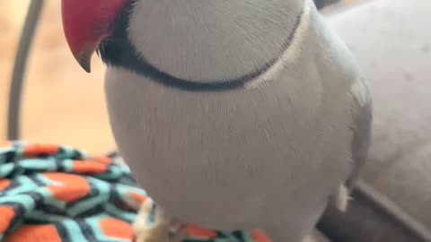 Cute parrot knows how to say his name