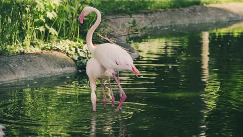 Watch the flamingos dancing on the lake