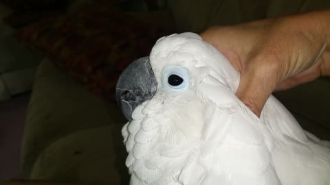 Young cockatoo can't get enough cuddles