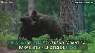 Ataque de fofura! Filhotes adoráveis de urso brincam de lutinha