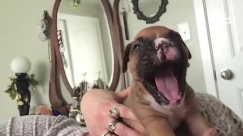 20 Minutes of Pure Puppy Cuteness! 🐶 Adorable Puppies to Brighten Your Day
