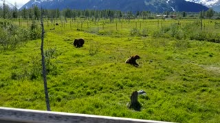 Grizzly Bears in Alaska