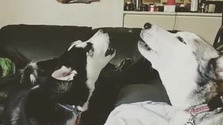 Man Gets Serenaded By His Two Howling Huskies