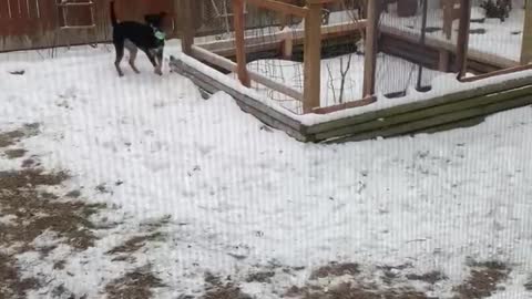 Gayle & Scooby in the Texas Snow