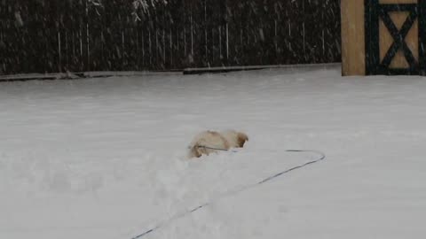 Rosie The Shihtzu Loves The Snow