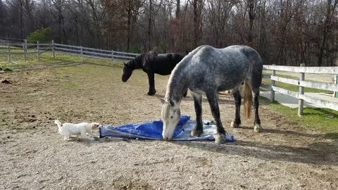 Tiny dog challenges massive horse to tug-of-war match
