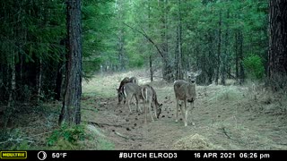 Five Deer Eating Corn