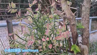 紅雀珊瑚 Redbird flower／Pedilanthus tithymaloides