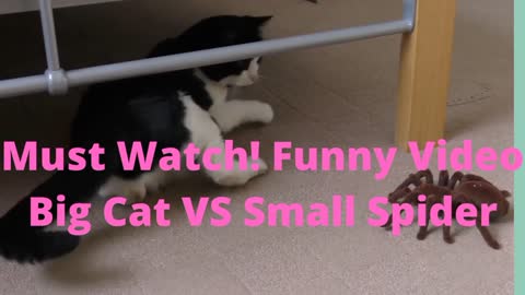 Funny Big Cat VS Small Spider;A Must Watch!