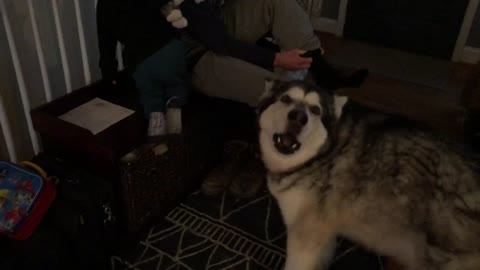 Alaskan Malamute howls with extreme excitement when owners come home