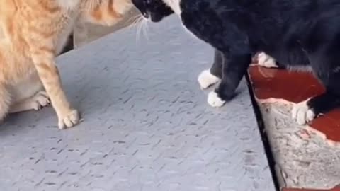 A fight between a cat and her husband, see what happened 🤣