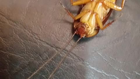 Poor cockroach is sick